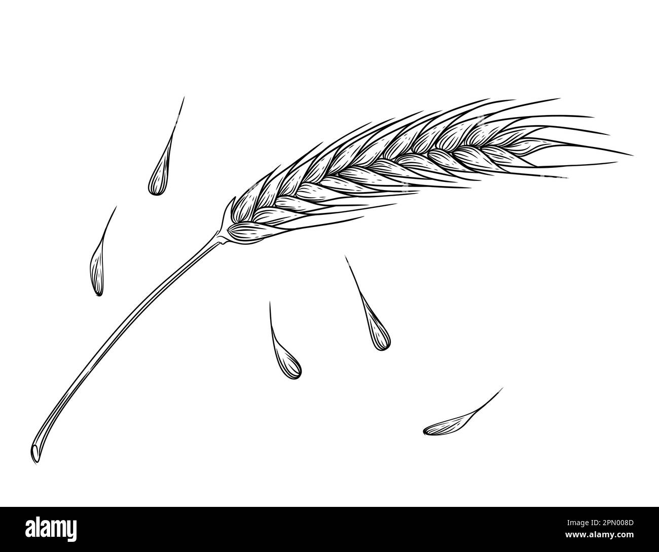 Outline sketch of wheat spikelets with ears grain and stem vector illustration on white background Stock Vector