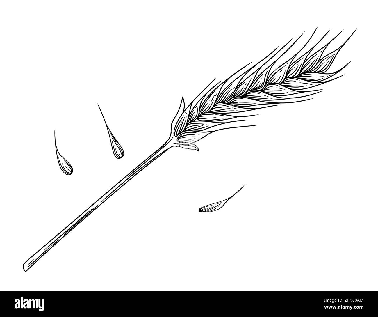 Outline sketch of wheat spikelets with ears grain and stem vector illustration on white background Stock Vector