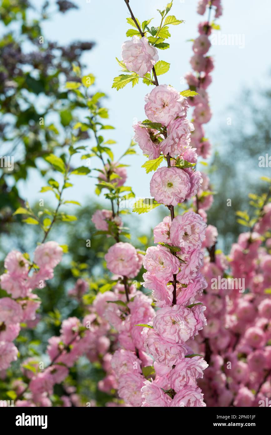 pink rosettes on a flowering bush - Prunus triloba (?) Stock Photo