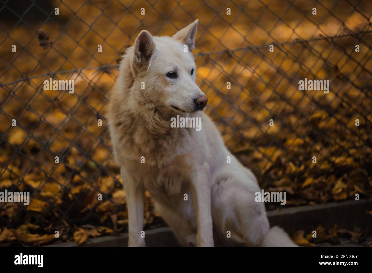 White wolf in the forest, yellow leaves in the background. Arctic white wolf Stock Photo