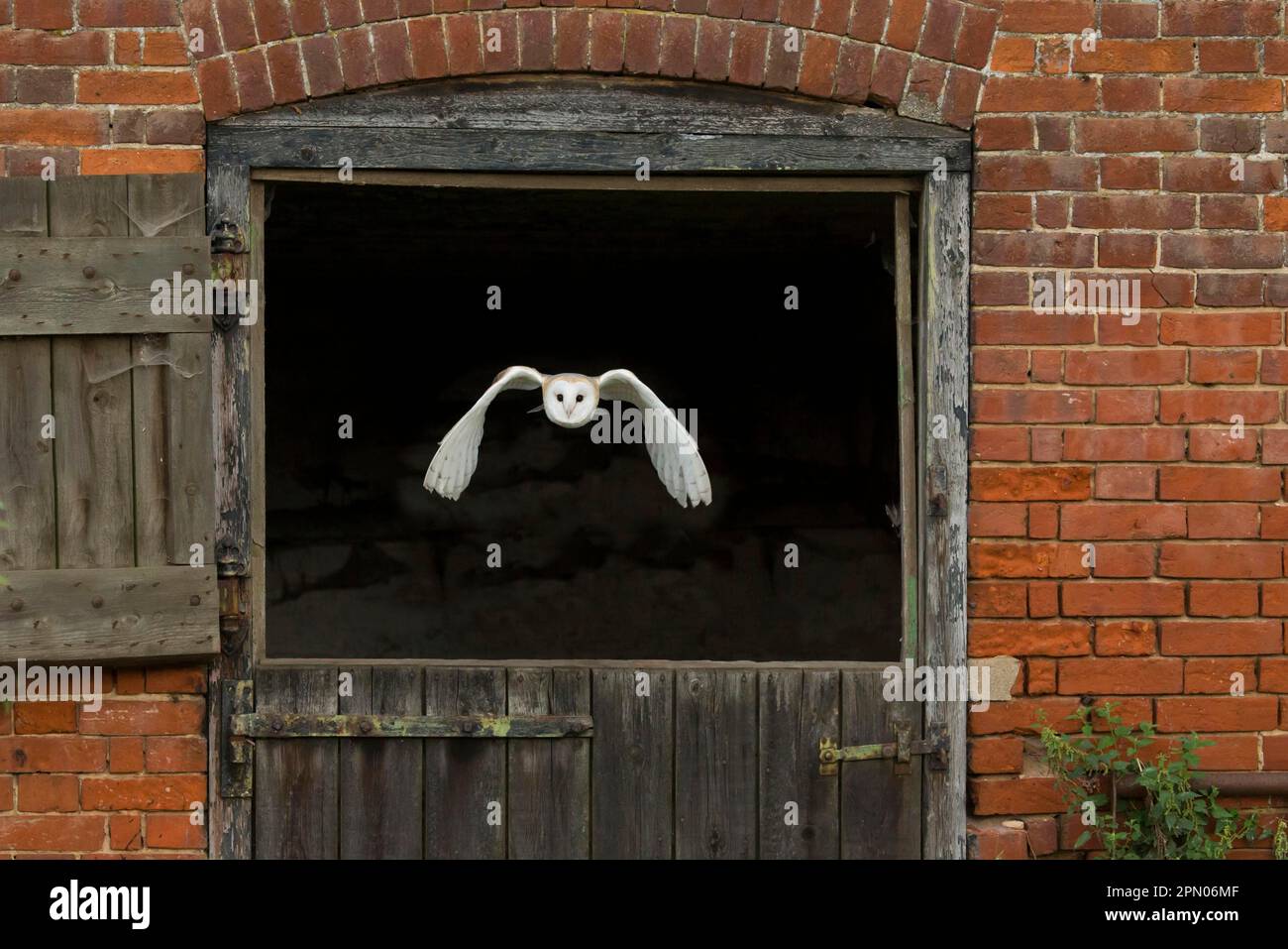 Common barn owl (Tyto alba) adult, escaping through barn door, Suffolk