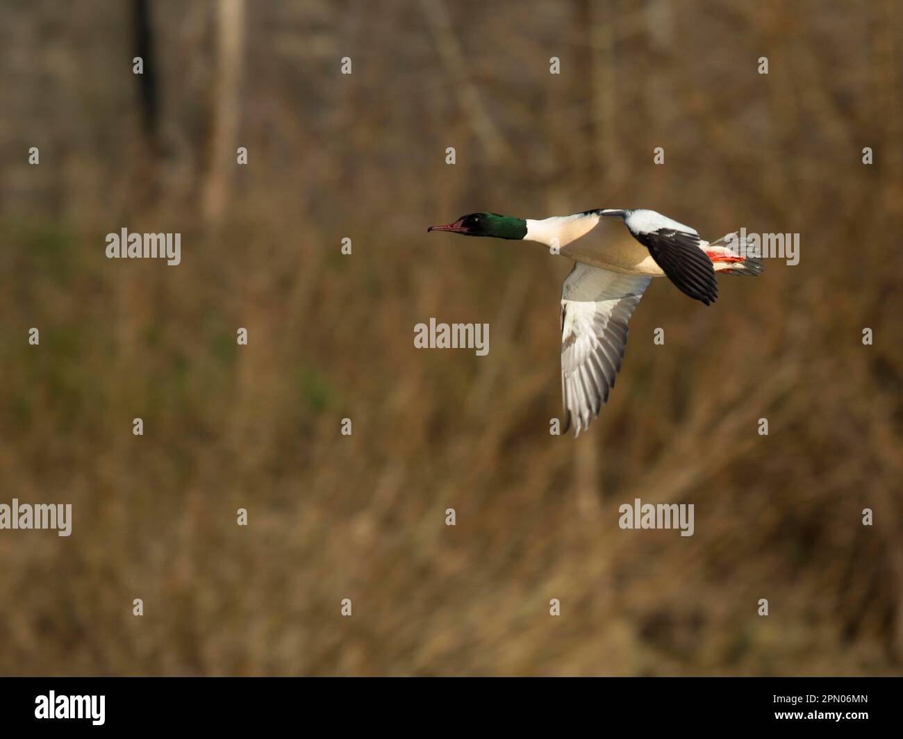 Common merganser (Mergus merganser), Wasserbillig, Moselle, Luxembourg Stock Photo