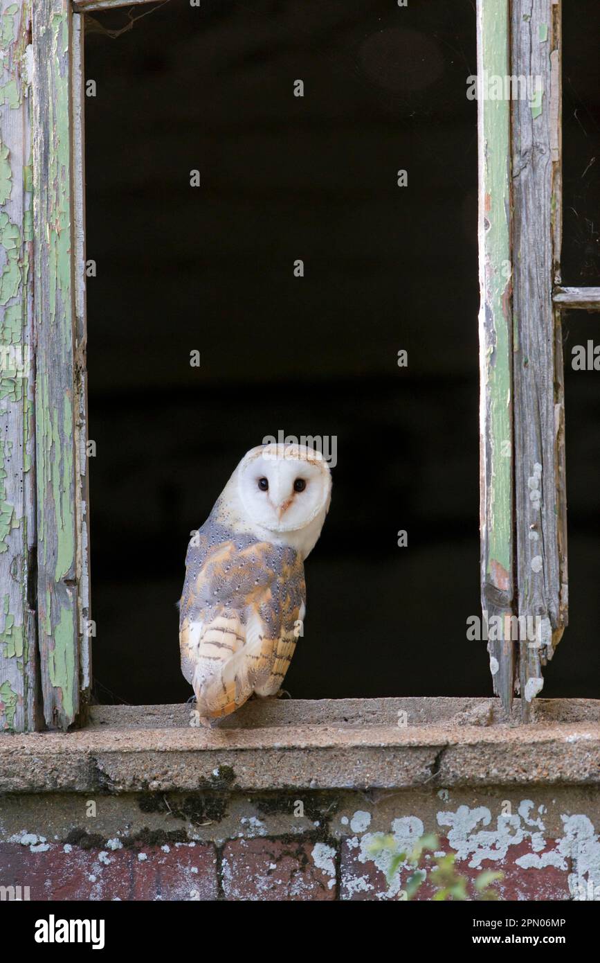 Barn Owl, common barn owls (Tyto alba), Owls, Animals, Birds, Barn Owl adult, perched on barn window sill, England, August (captive) Stock Photo
