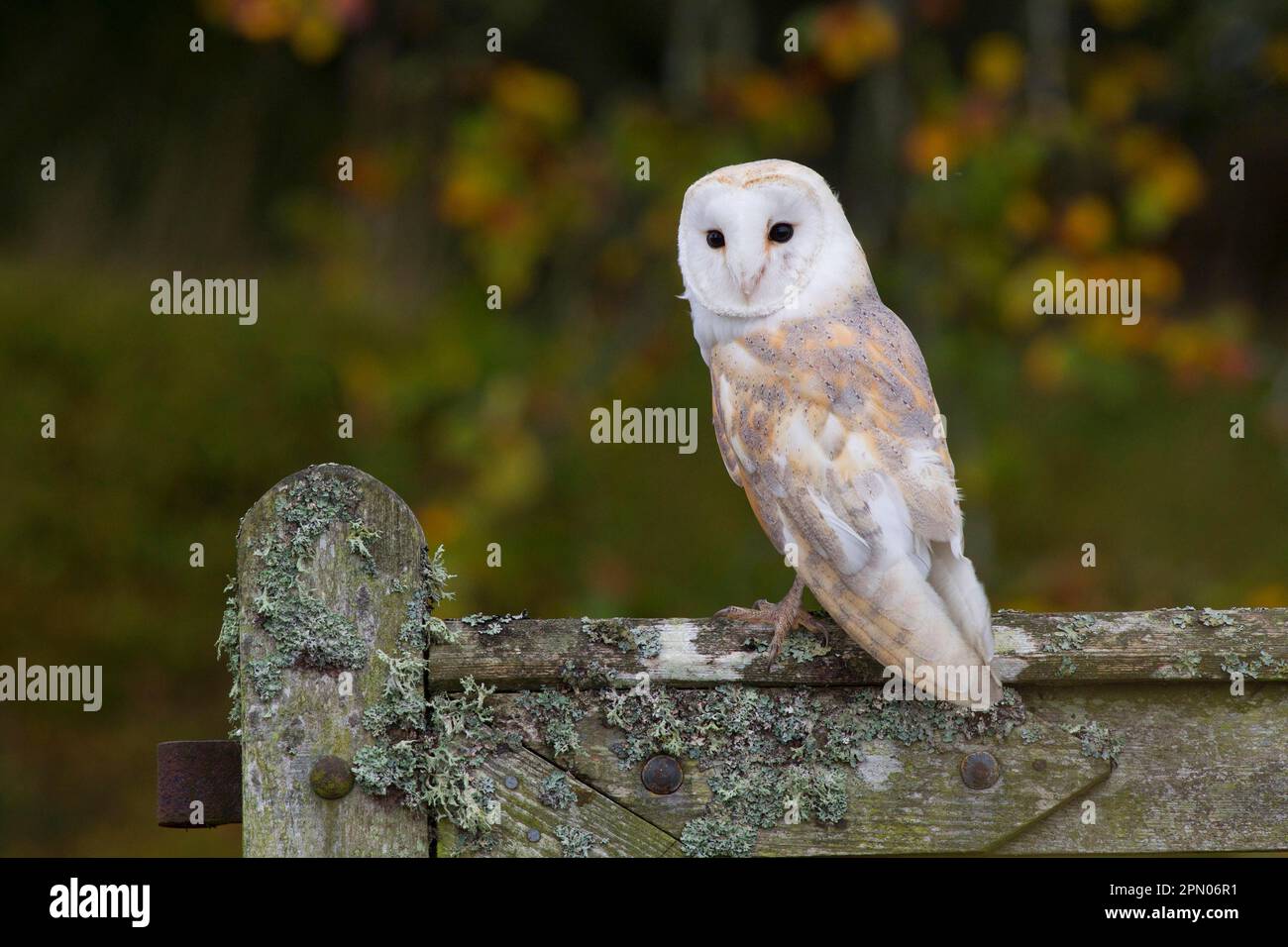 Common barn owl (Tyto alba), adult, perched on lichen-covered gate, Berwickshire, Scottish Borders, Scotland, October (in captivity) Stock Photo