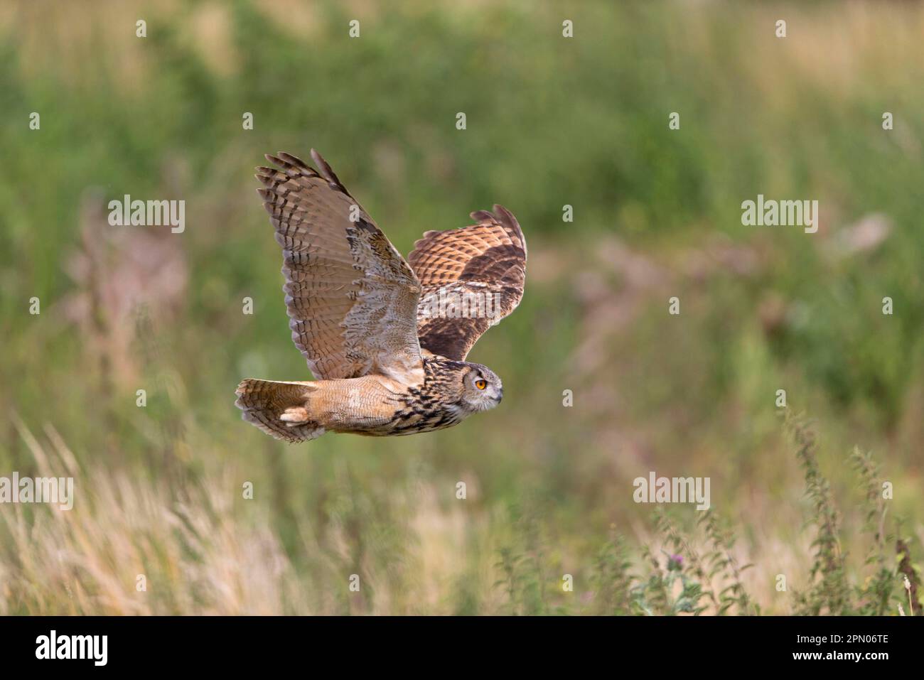 Eurasian eagle-owl (Bubo bubo), European owls, Owls, Animals, Birds, Eurasian Eagle-owl adult, in flight, August (captive) Stock Photo