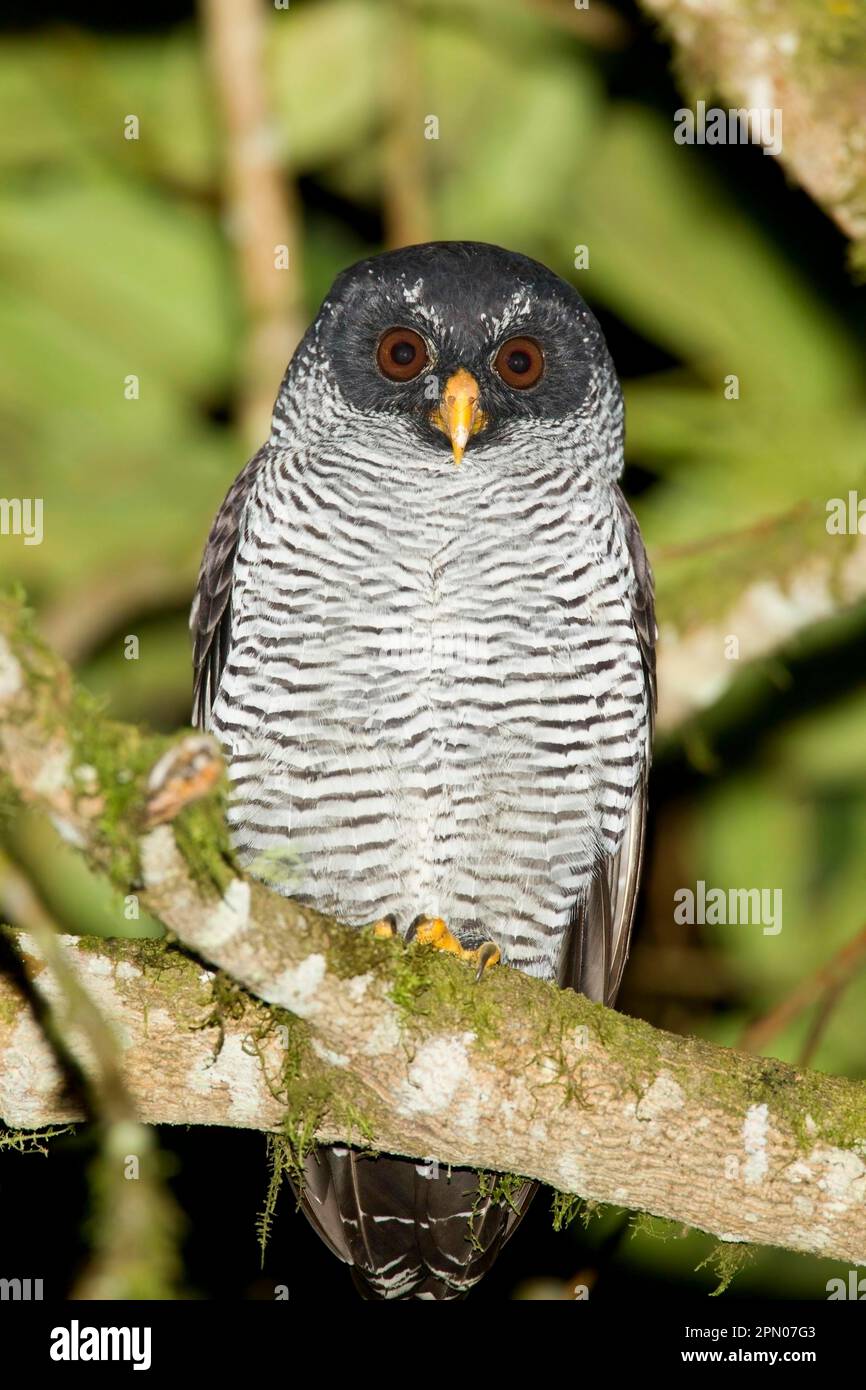 Black-and-white Owl (Strix nigrolineata) adult, roosting on branch in montane rainforest at night, Sachatamia, Andes, Ecuador Stock Photo