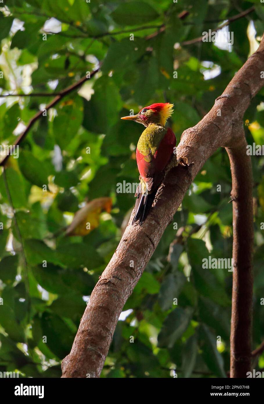Redwinged Woodpecker, Redwinged Woodpeckers, Woodpeckers, Animals