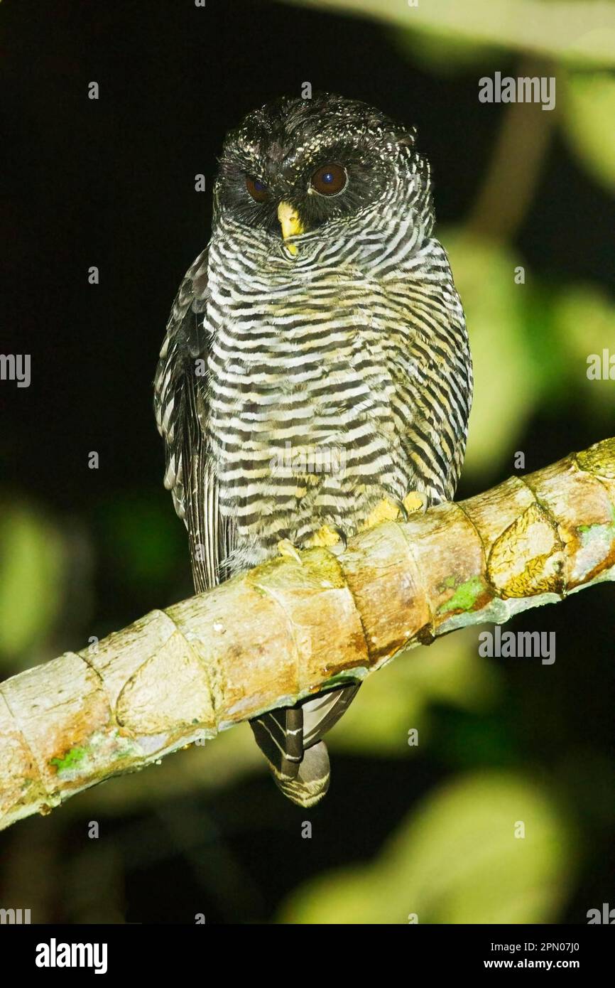 San Isidro Owl (Strix spec.) 'Mystery Owl' possibly new species or Black-and-white Owl (Strix nigrolineata) x Black-banded Owl (Strix huhula) hybrid Stock Photo