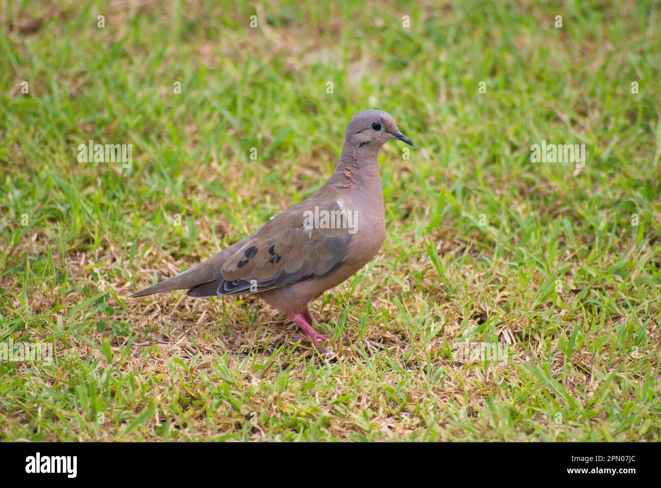 Eared dove (Zenaida auriculata), Eared Doves, Doves, Animals, Birds, Eared Dove adult, standing on grass, Tobago, Trinidad and Tobago Stock Photo