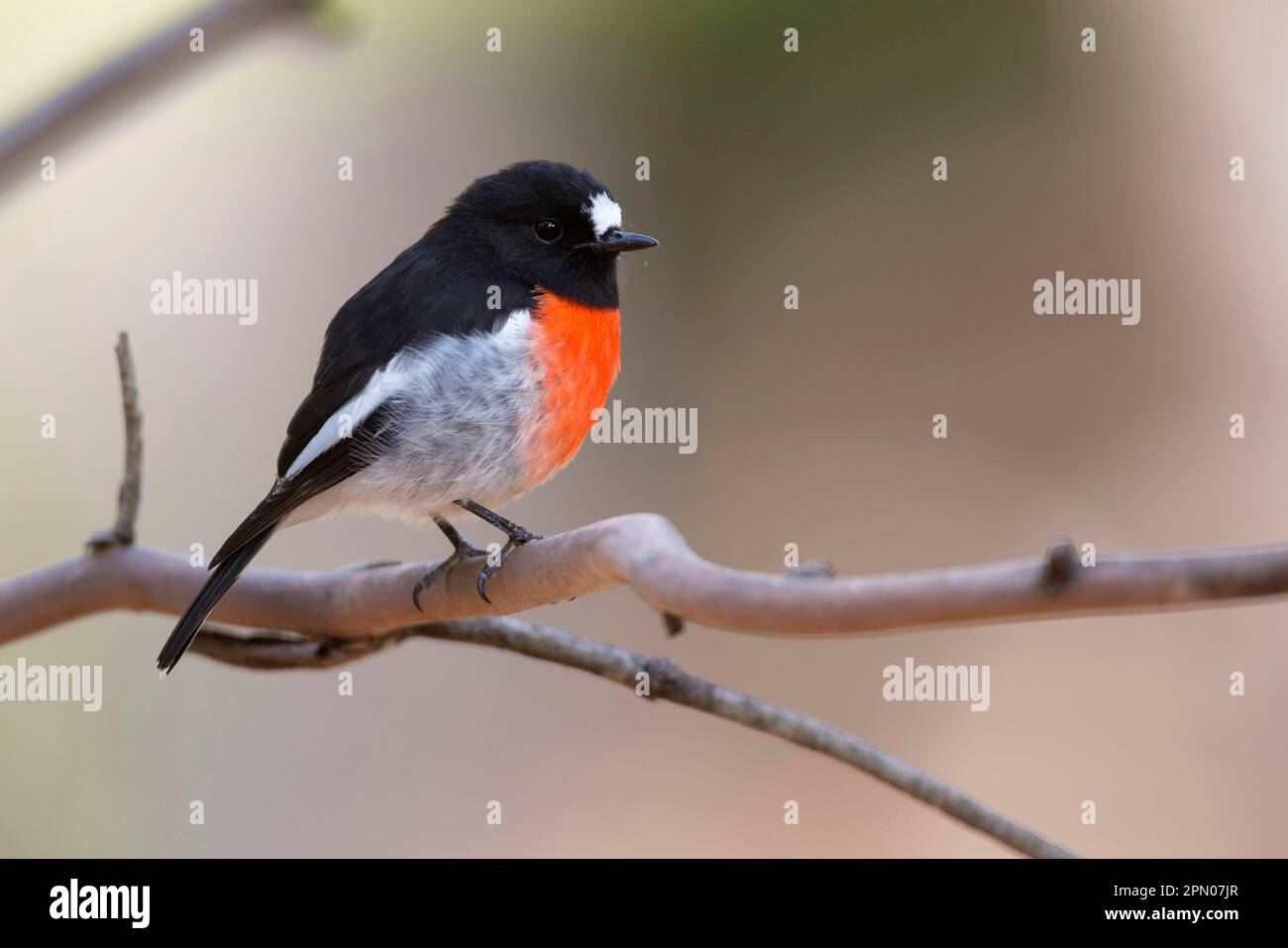 South tralia, scarlet robin (Petroica boodang), songbirds, animals, birds, Scarlet Robin adult male, perched on twig, Kangaroo Island Stock Photo