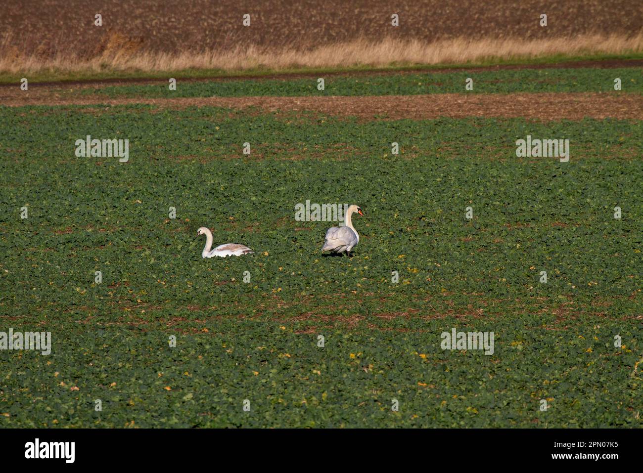 Mute Swan, Mute Swans, Goose Birds, Swans, Animals, Birds, Mute Swan