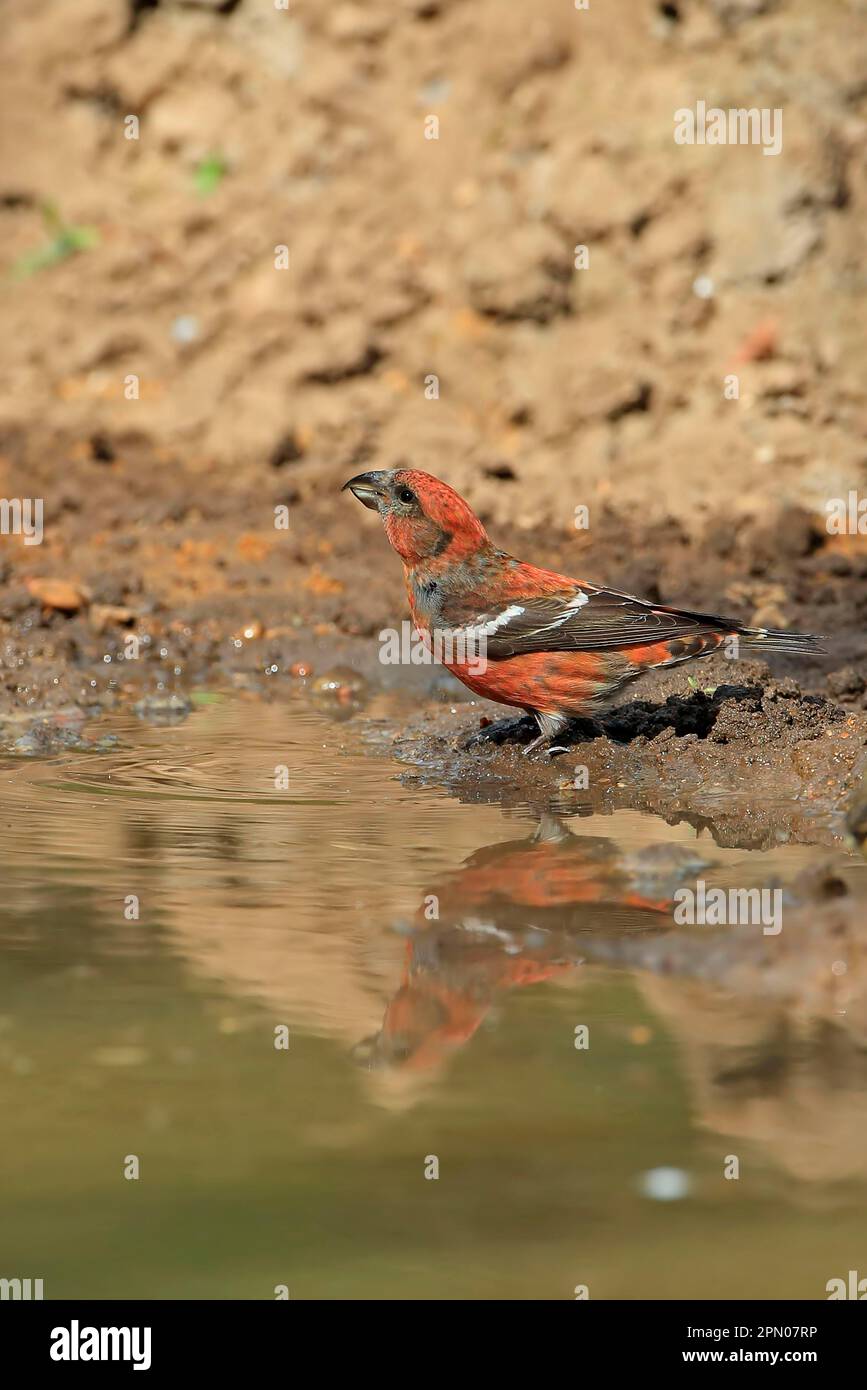 Two-barred crossbill (Loxia leucoptera), Banded Crossbill, Banded Crossbills, Songbirds, Animals, Birds, Finches, Two-barred Crossbill adult male Stock Photo