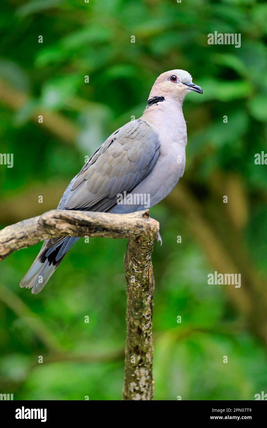 North African Laughing Dove, Laughing Dove, african collared doves