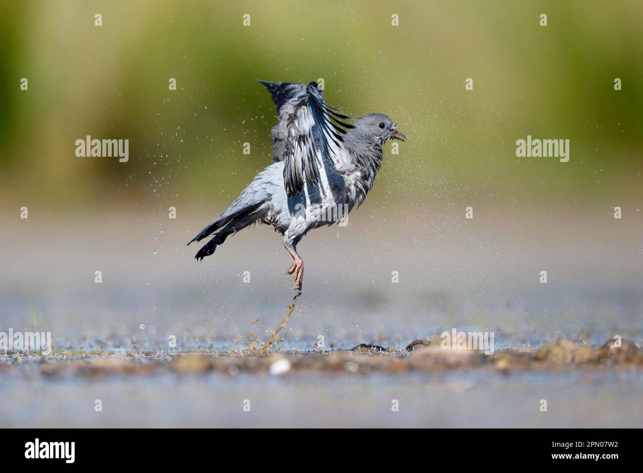 Stock Dove (Columba oenas) immature, in flight, taking off from water, Warwickshire, England, United Kingdom Stock Photo