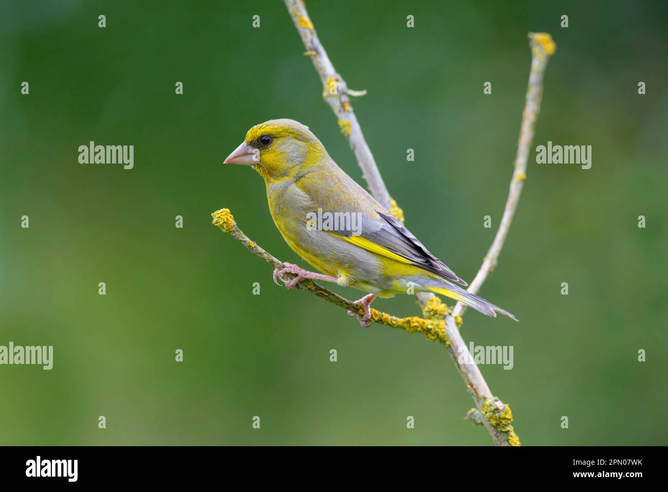 European Greenfinch (Carduelis chloris) adult male, perched on twig, Norfolk, England, United Kingdom Stock Photo