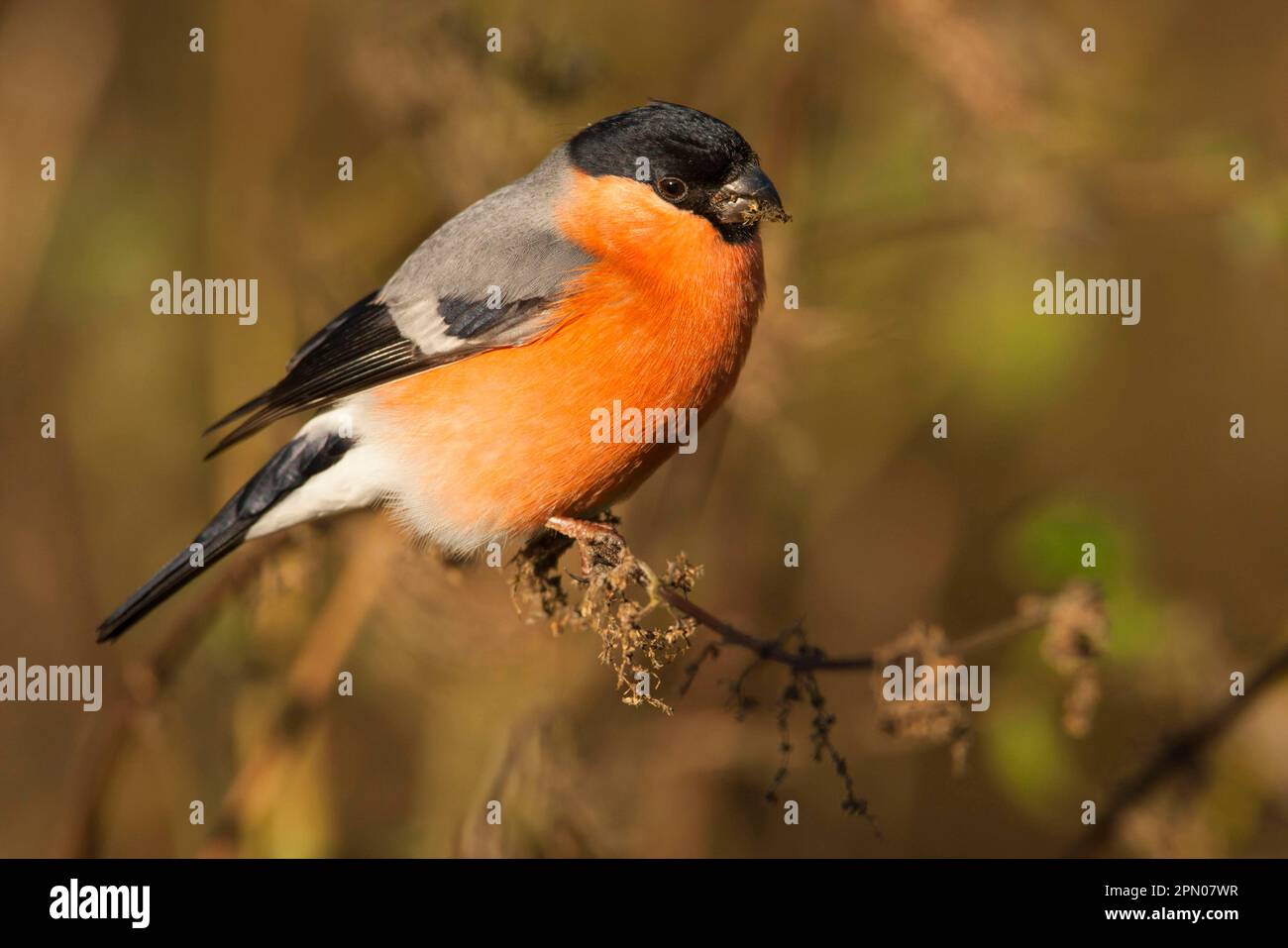 Eurasian bullfinch (Pyrrhula pyrrhula), adult male, feeding on nettle seeds, perched on stem, Norfolk, England, United Kingdom Stock Photo