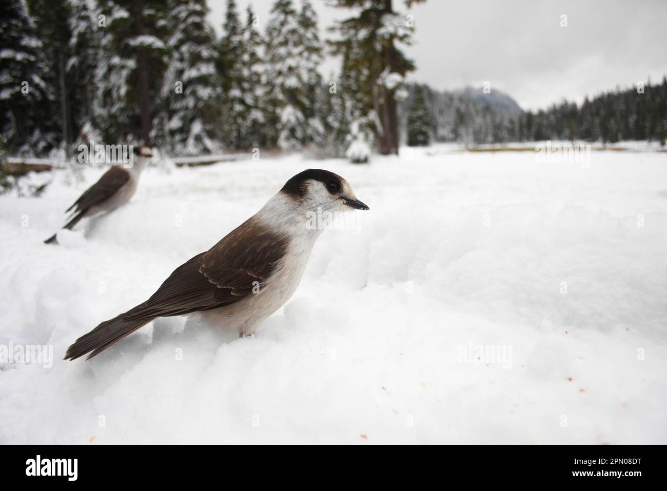 Grey Jay (Perisoreus canadensis) two adults, standing on snow, Paradise Meadows, Strathcona Provincial Park, Vancouver Island, British Columbia Stock Photo