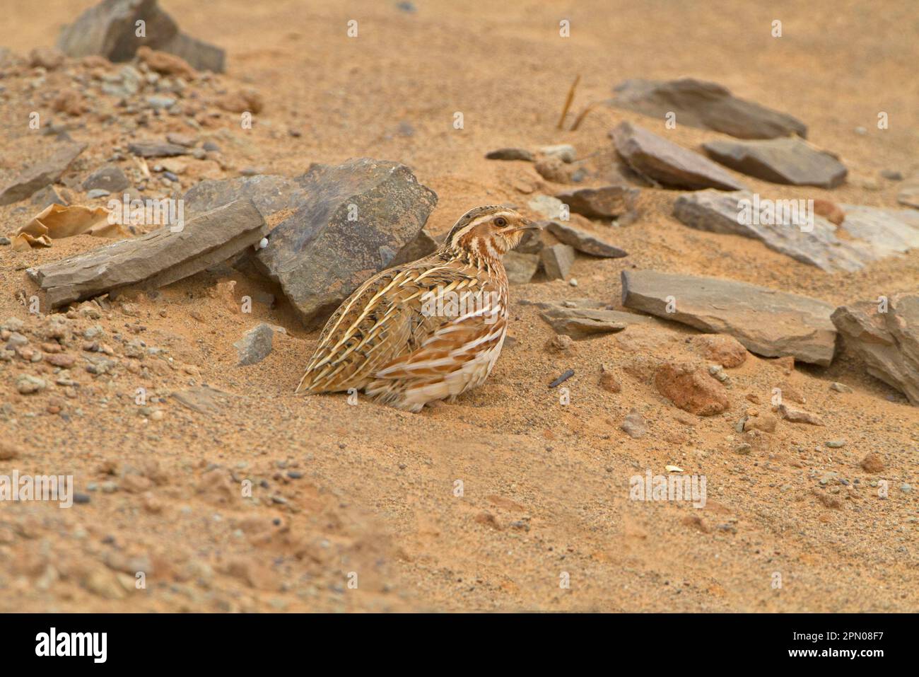 Common Quail (Coturnix coturnix) adult, on migration in desert, Morocco Stock Photo