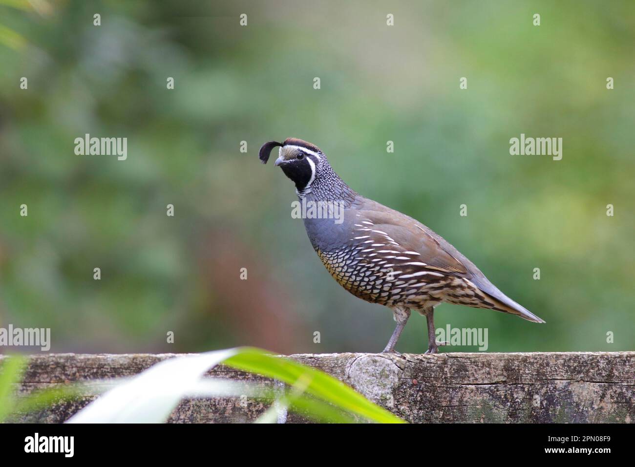 California Quail (Callipepla californica) introduced species, adult male, standing on fence, near Kerikeri, North Island, New Zealand Stock Photo