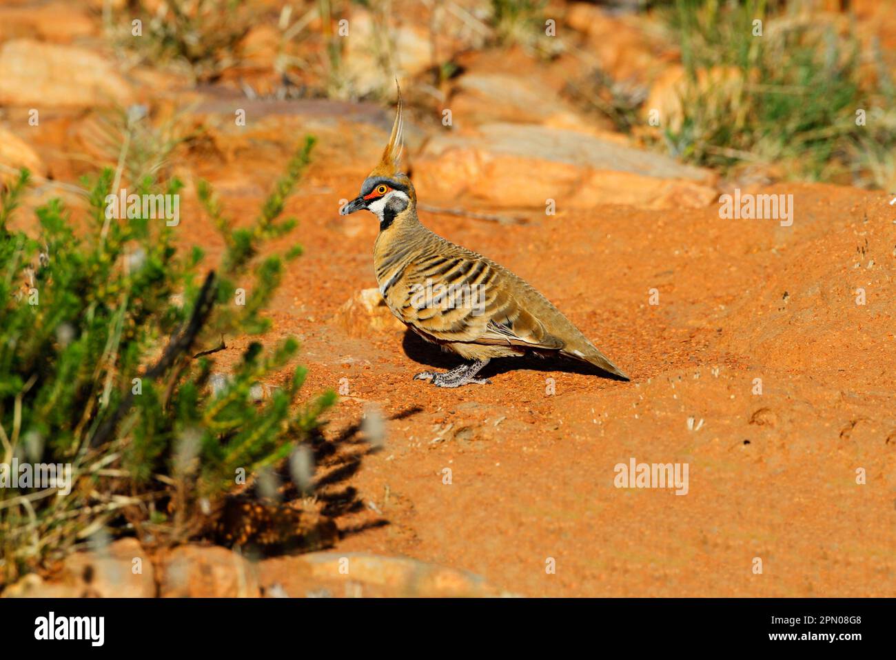 Spinifex Pigeon (Geophaps plumifera) adult male, standing on ground, Pound Walk, Ormiston Gorge, West MacDonnell N. P. West MacDonnell Range, Red Stock Photo