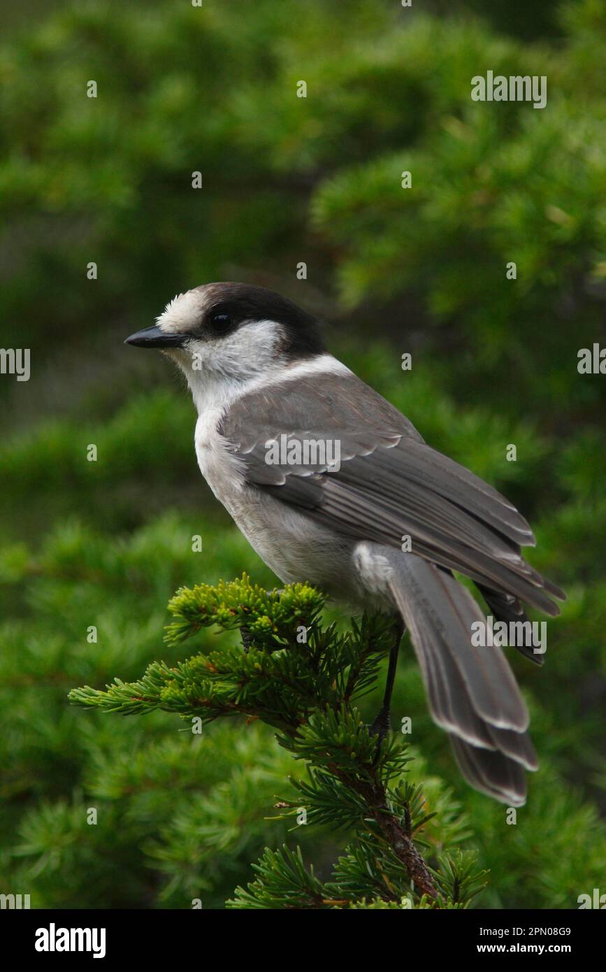 Grey Jay (Perisoreus canadensis) adult, perched in conifer tree, Strathcona Provincial Park, Vancouver Island, British Columbia, Canada Stock Photo