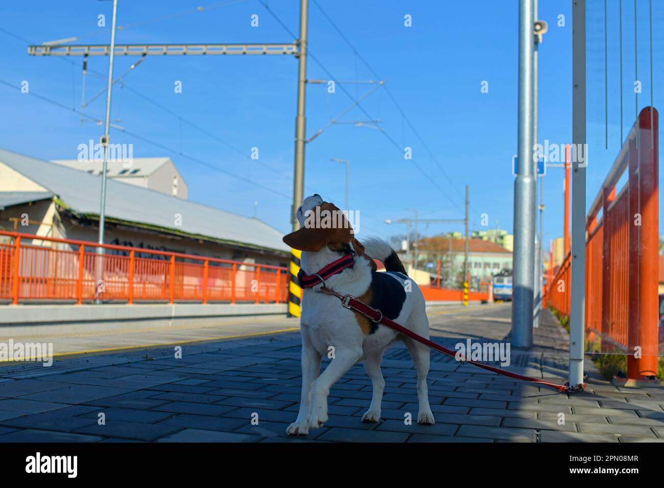 A dog waits for his owner at the train station. The concept of loyalty ...