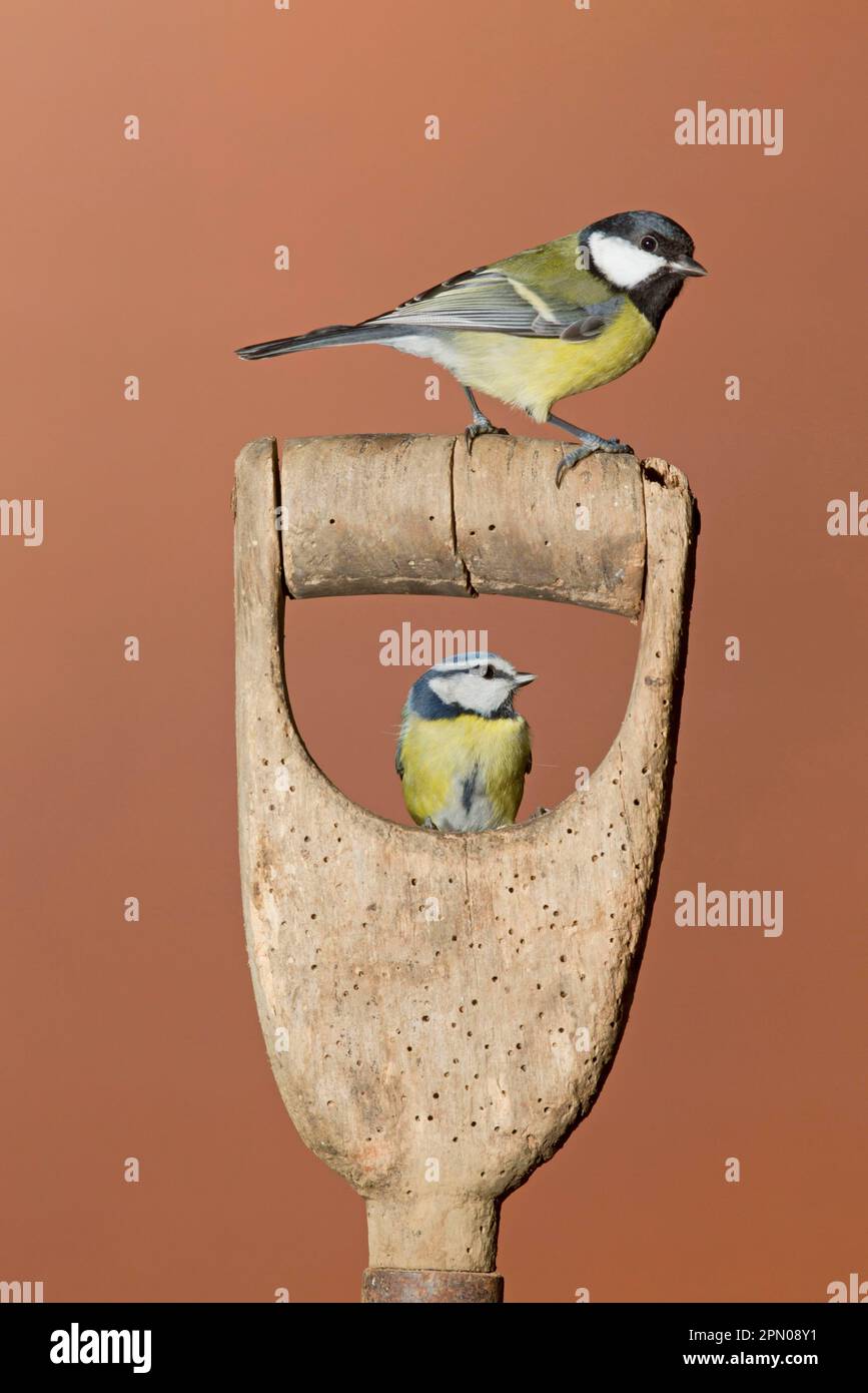 Great Tit (Parus major) adult, and Blue Tit (Parus caeruleus) adult, perched on garden spade handle, Suffolk, England, United Kingdom Stock Photo
