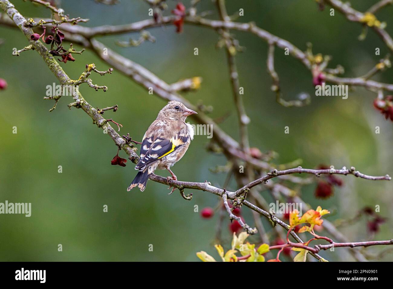 Goldfinch, goldfinch, goldfinches, songbirds, animals, birds, finches, juvenile Goldfinch on Hawthorn tree, Autumn Stock Photo