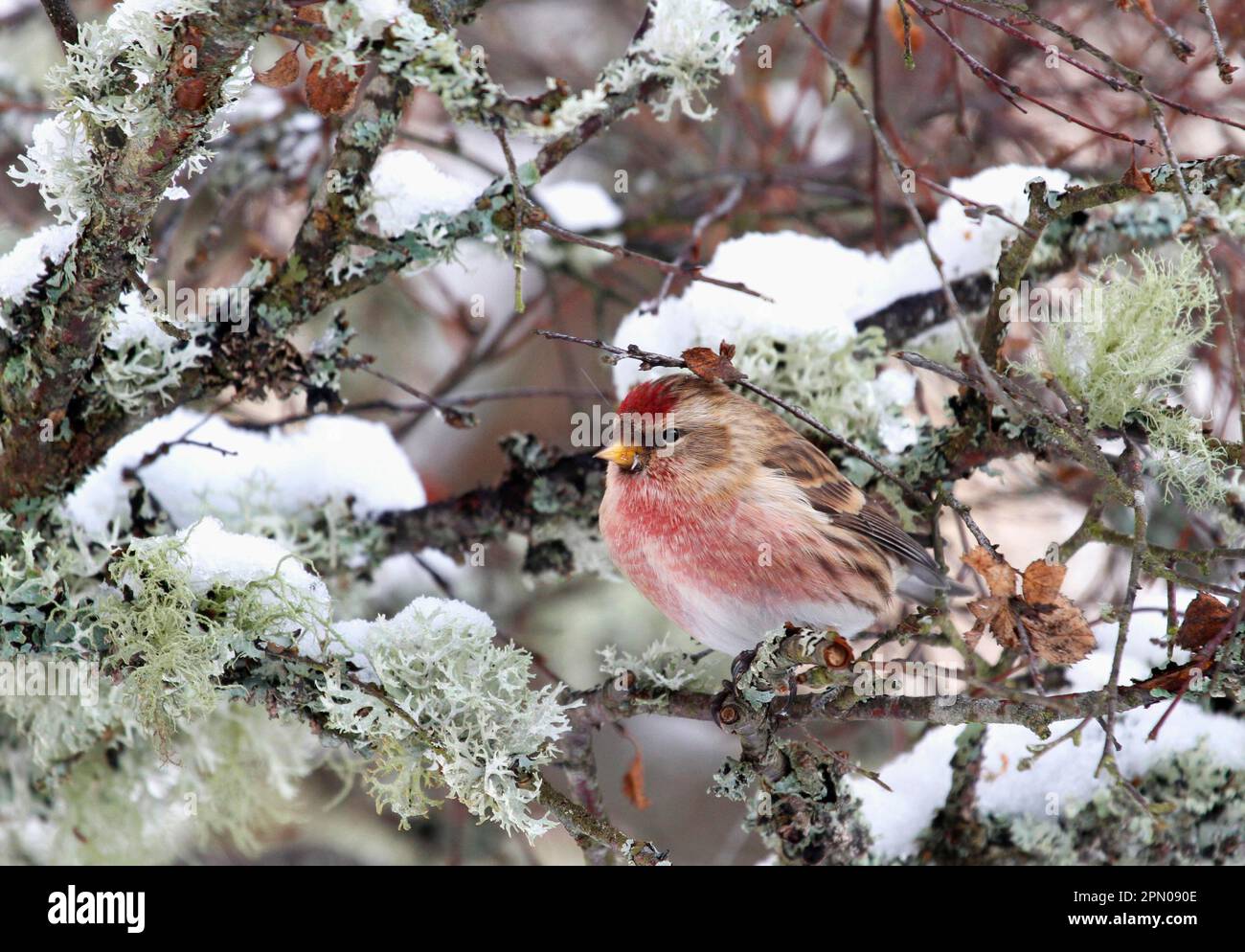 Lesser Redpoll (Carduelis cabaret) adult male, perched on lichen covered birch twig in snow, Cairngorms N. P. Highlands, Scotland, United Kingdom Stock Photo