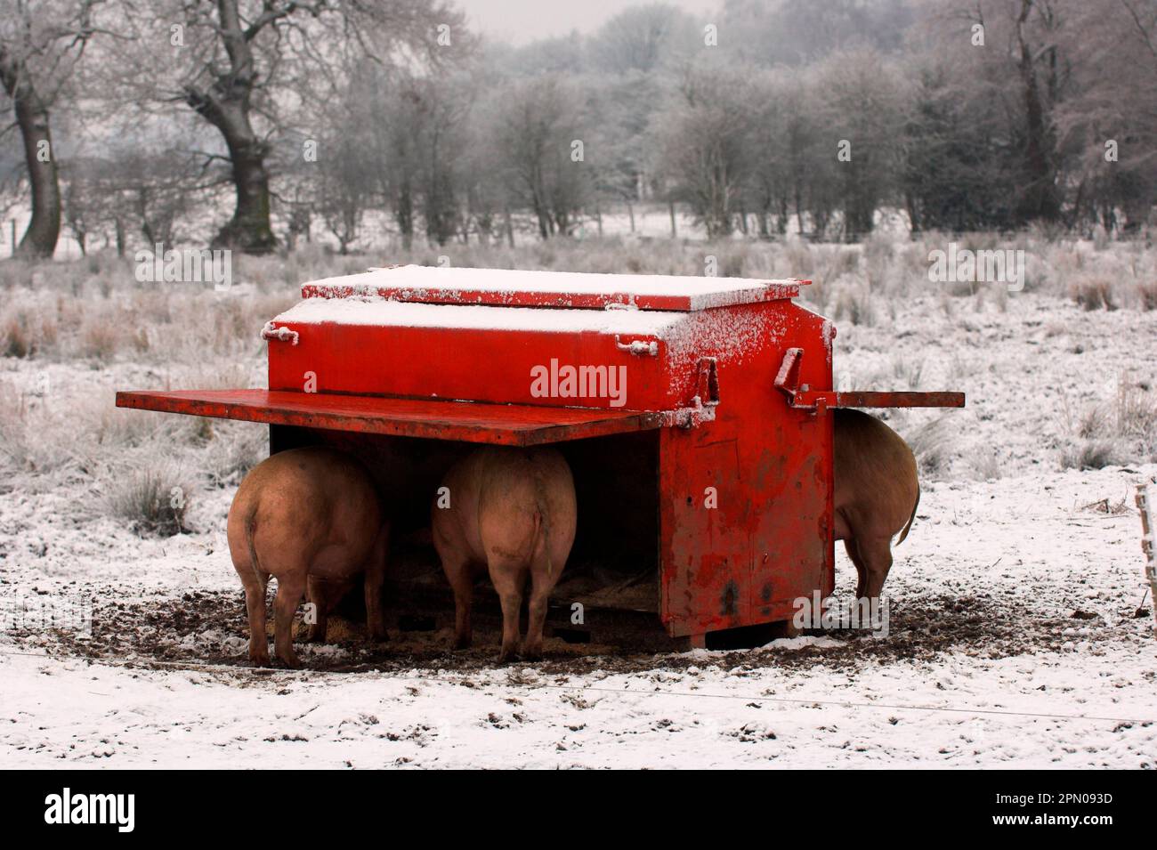 Domestic pig, freerange pigs, feeding at the trough in the snow