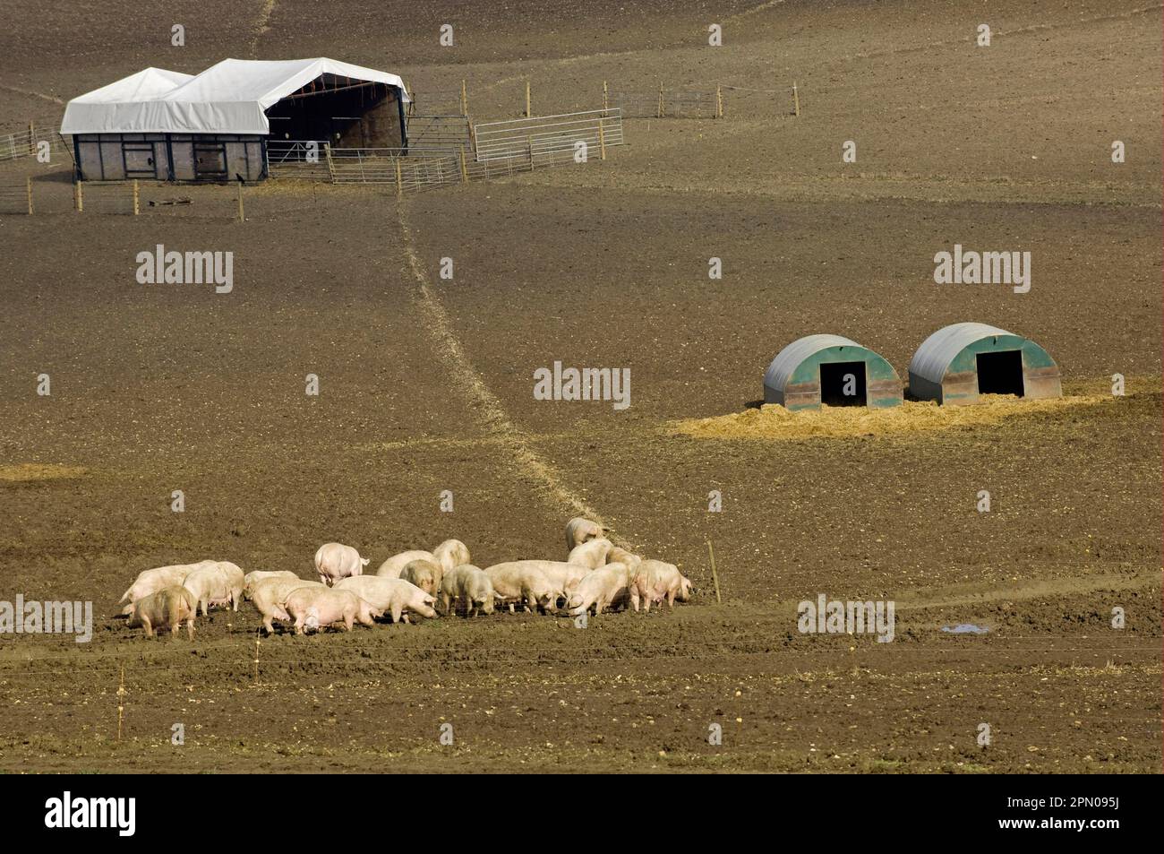 Domestic pig, free-range sows, electric fencing, free-range ...