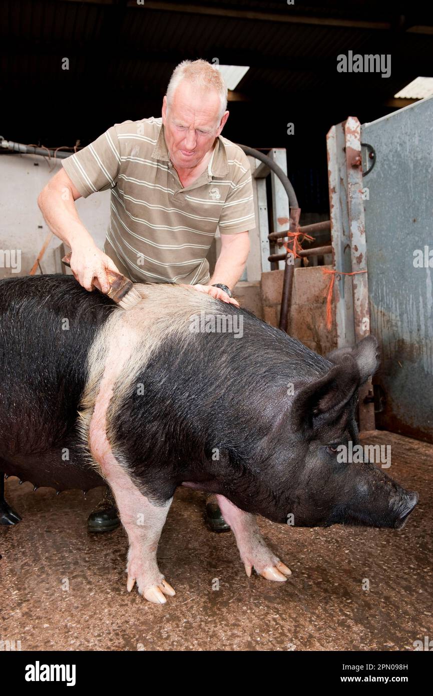 Domestic pig, Hampshire wild boar brushed by farmer in front of show