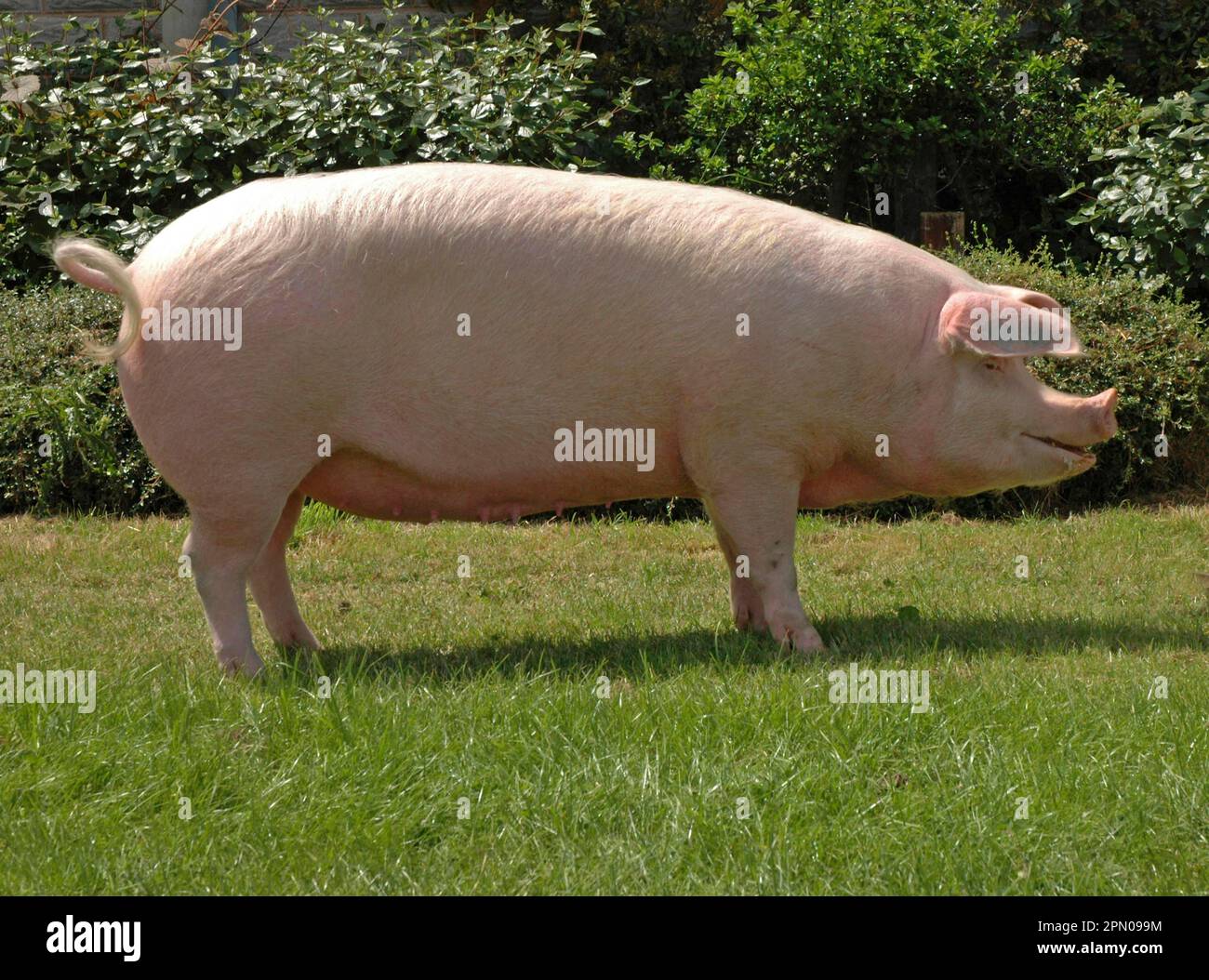 British landrace pig hi-res stock photography and images - Alamy