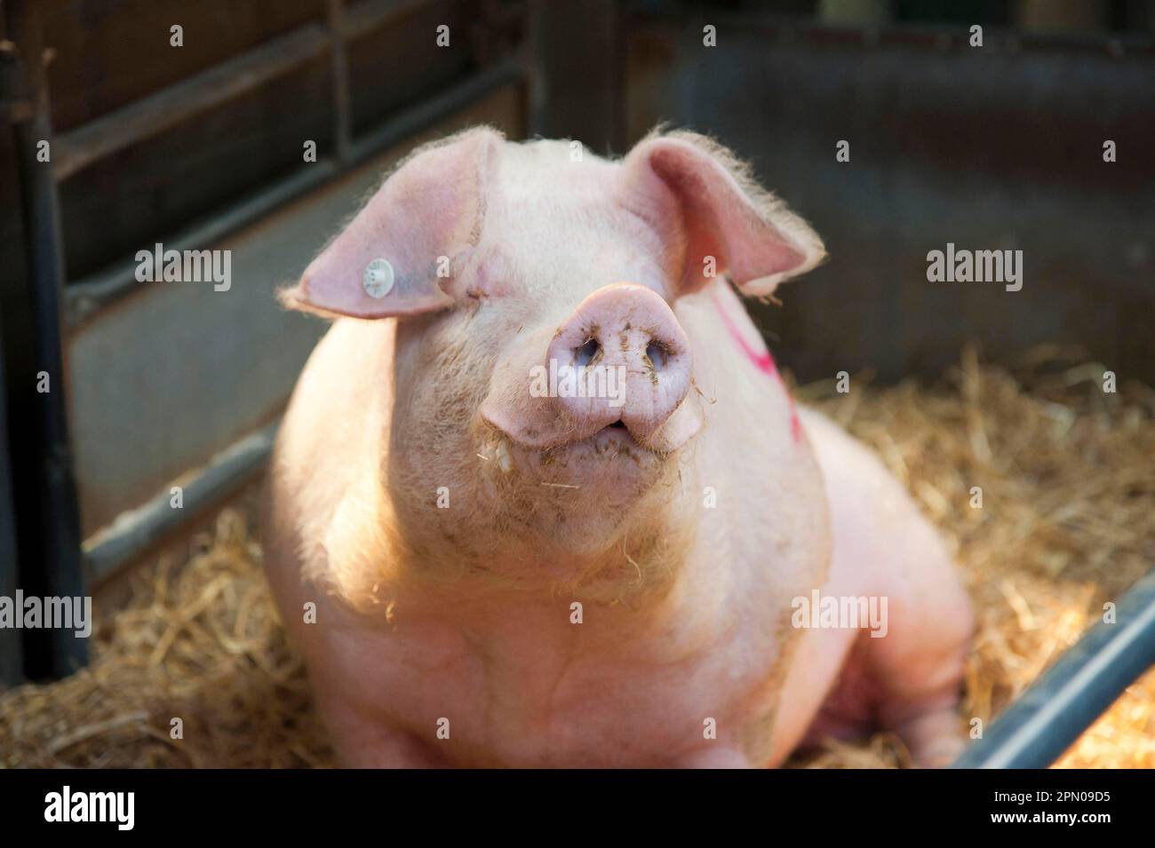 Domestic Pig, Welsh boar, 'Bramblebee Ted 91', sitting on straw bedding in pen at auction, Chelford Agricultural Centre, Cheshire, England, United Stock Photo