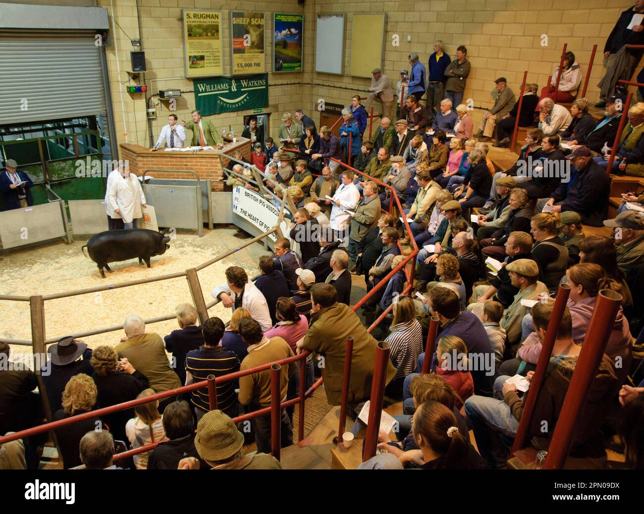 Domestic Pig, Berkshire in-pig gilt, being sold in auction ring, National Pig Show and Sale, Ross-on-Wye, Herefordshire, England, United Kingdom Stock Photo