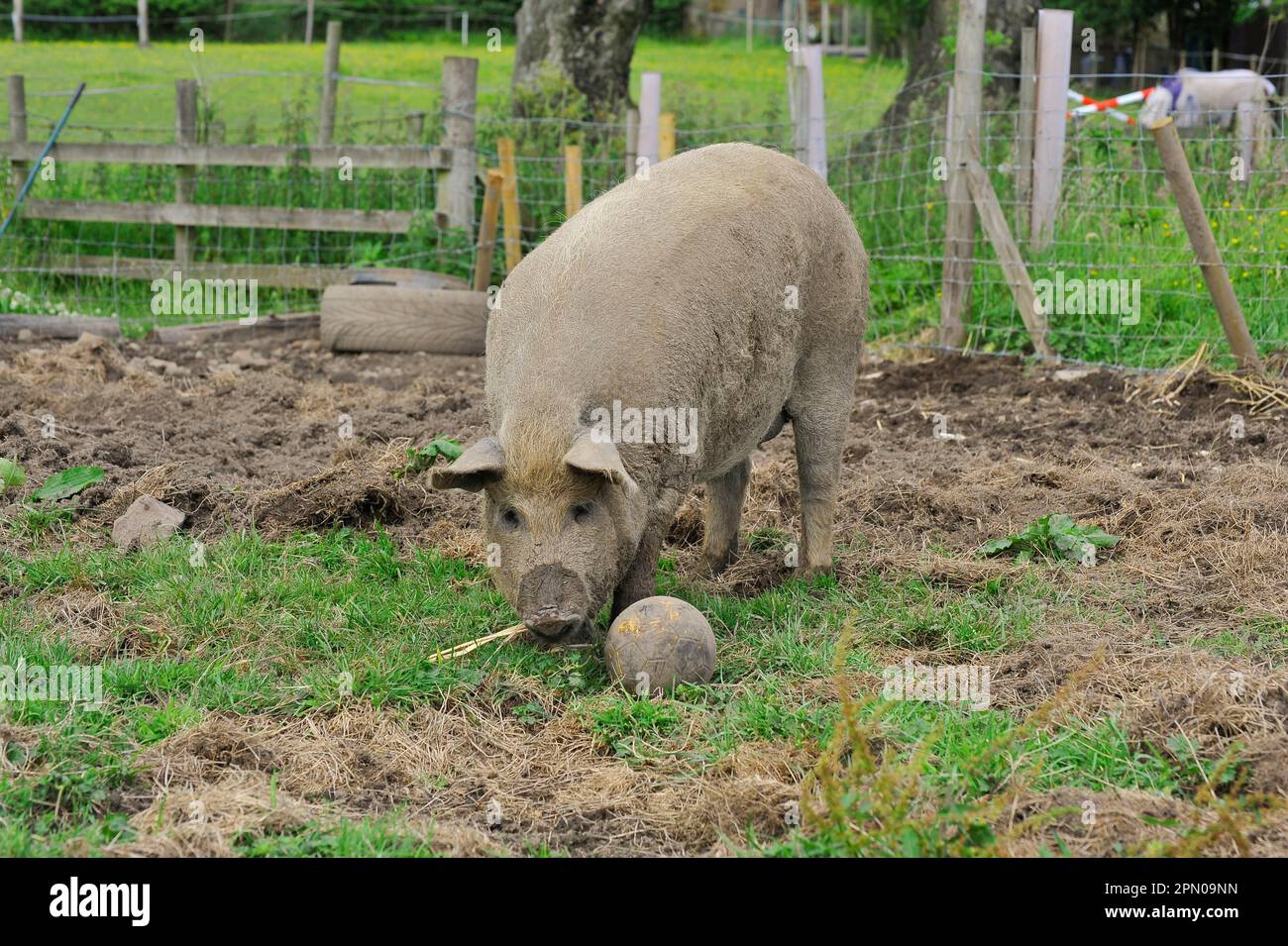 Domestic pig, Mangalitza gilt, playing with football tractor in paddock, England, United Kingdom Stock Photo