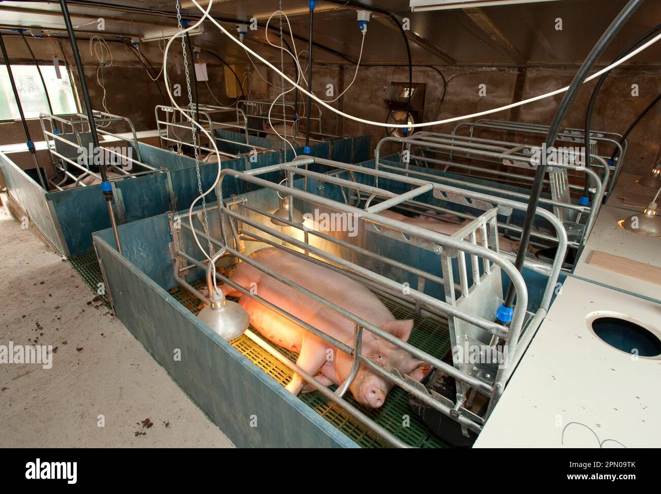 Pig farming, Large White sow, in farrowing crate waiting to farrow, England, United Kingdom