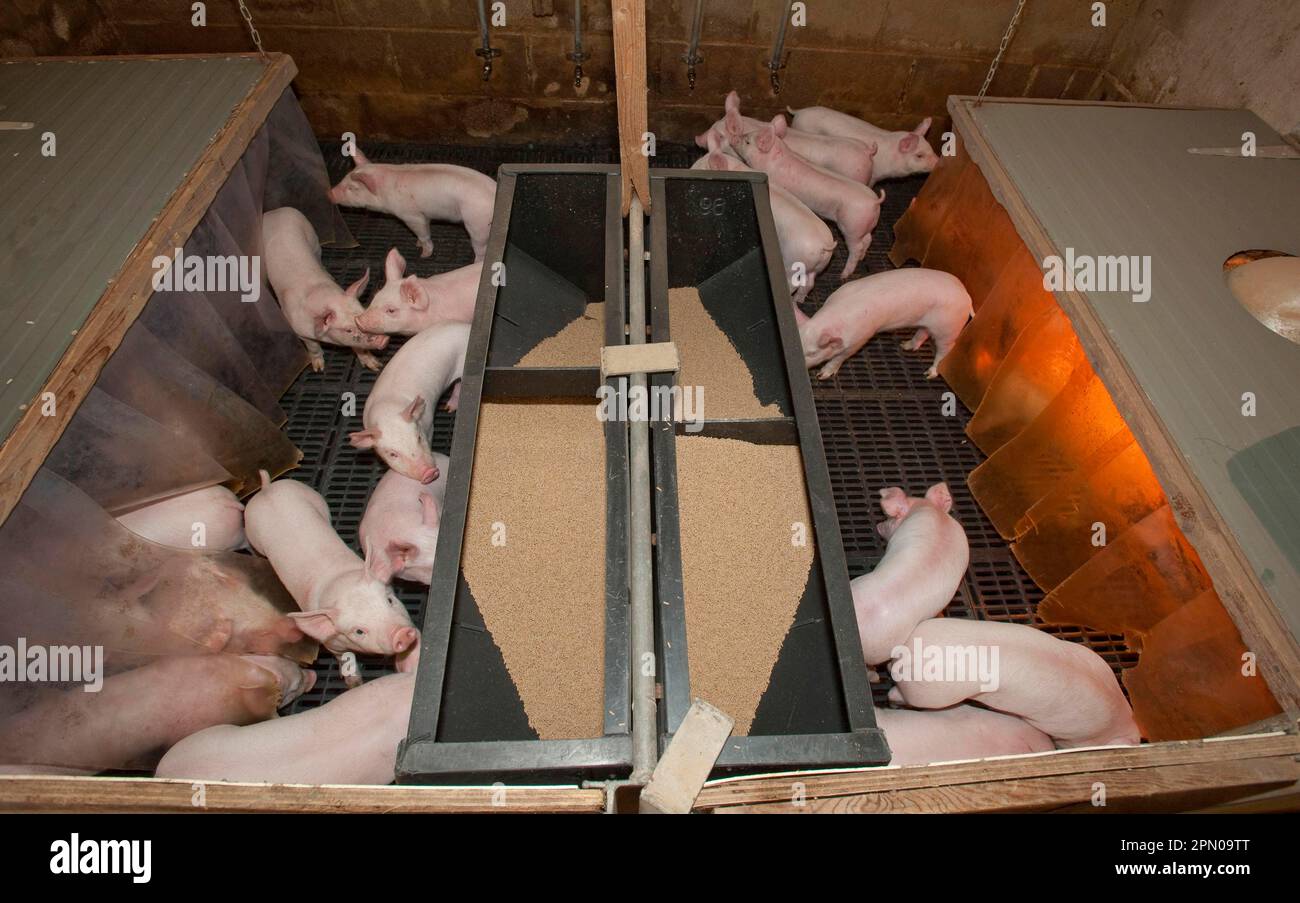 Pig farming, newly weaned piglets, in pen with heat lamp, slatts and plastic feeder, England, United Kingdom Stock Photo
