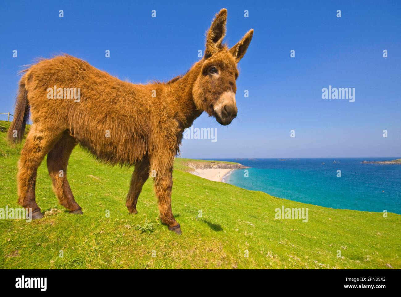 Donkey, adult, standing on top of a coastal cliff, Blasket Islands