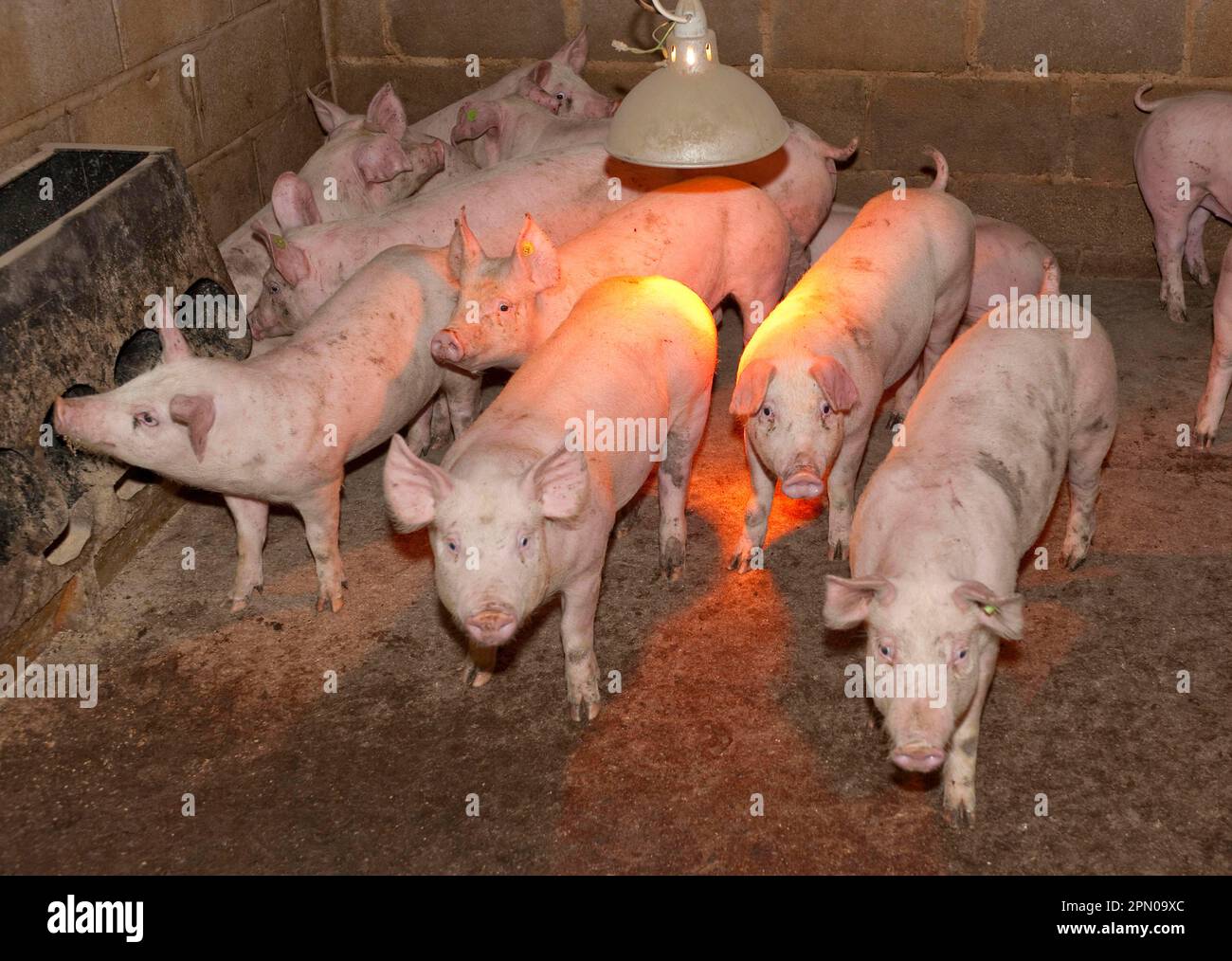 Pig farming, weaner pigs, in pen with heat lamp and feeder, England