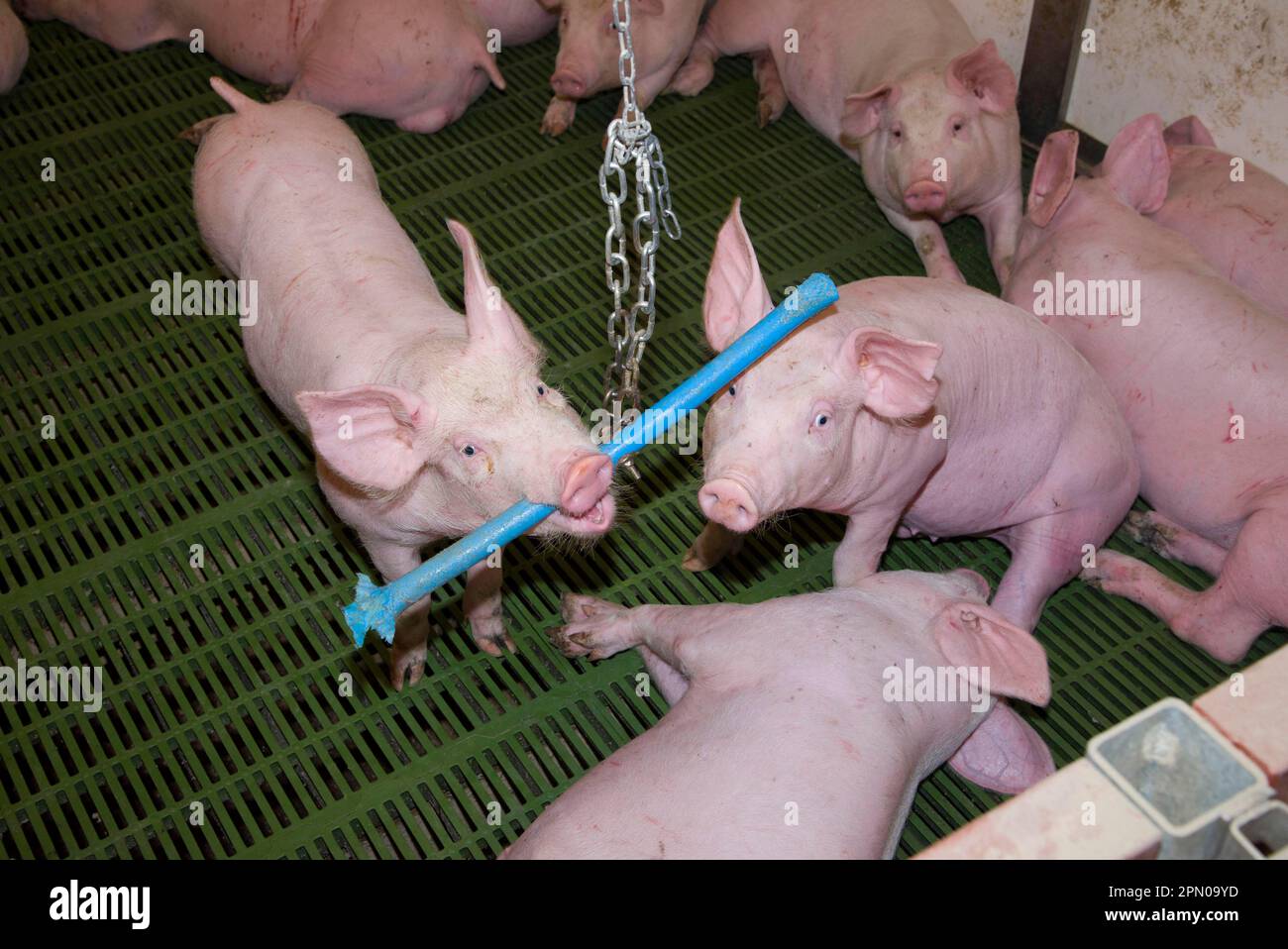 Pig farming, elevenweek old weaners, with hanging 'toy' to alleviate