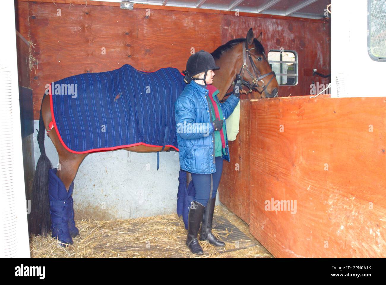 Horse Horse in the horsebox compartment Stock Photo Alamy