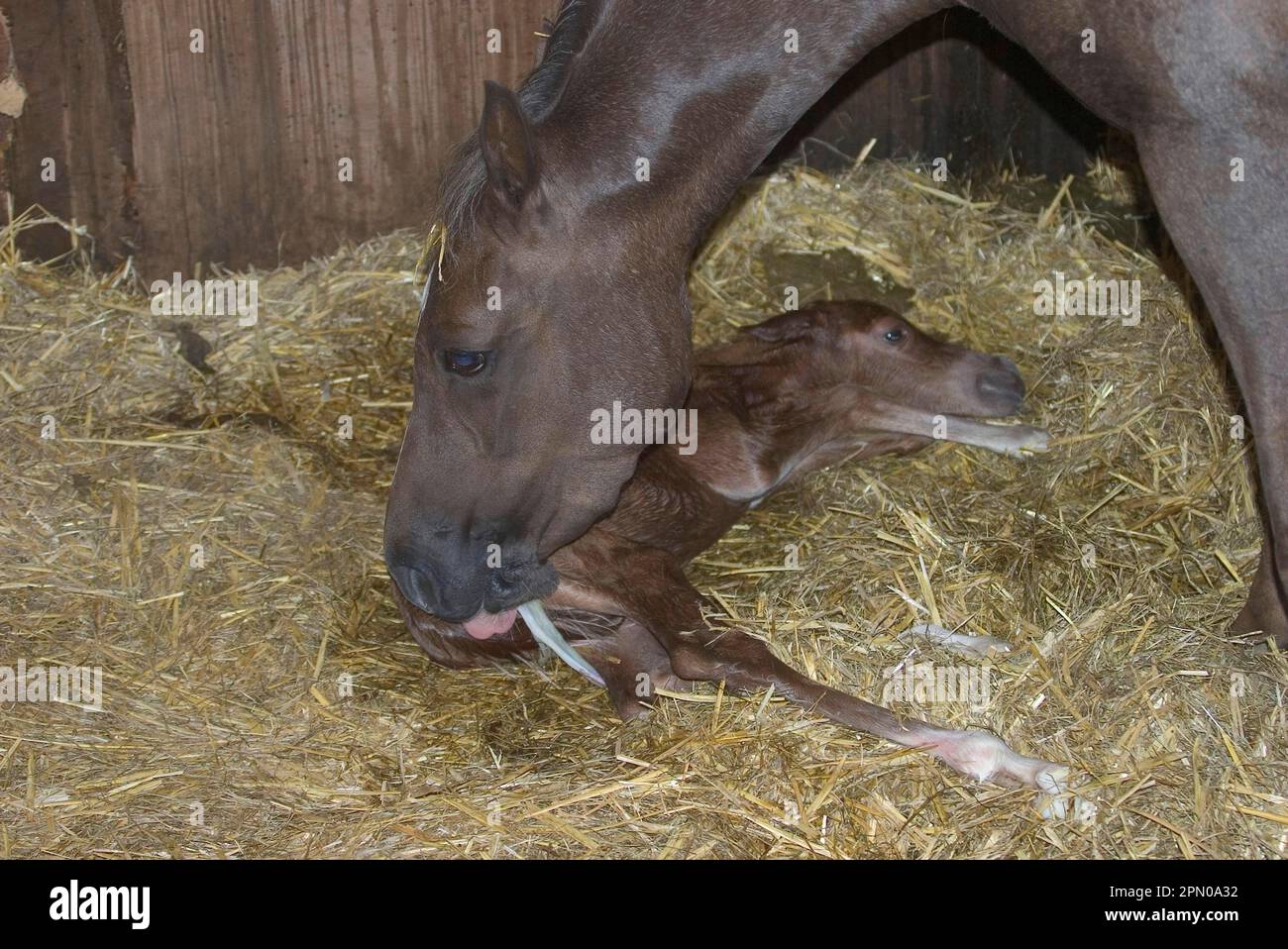 Welsh, Section B, Welsh, Mare, Born, Colt, Foal, Horse, Birth Stock