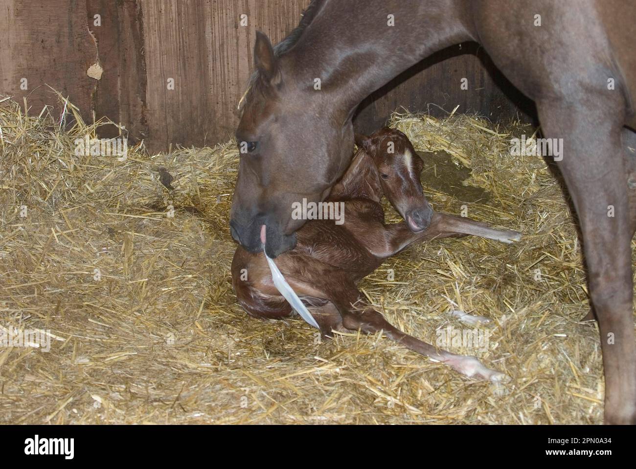 Welsh, Section B, Welsh, Mare, Born, Colt, Foal, Horse, Birth Stock Photo Alamy