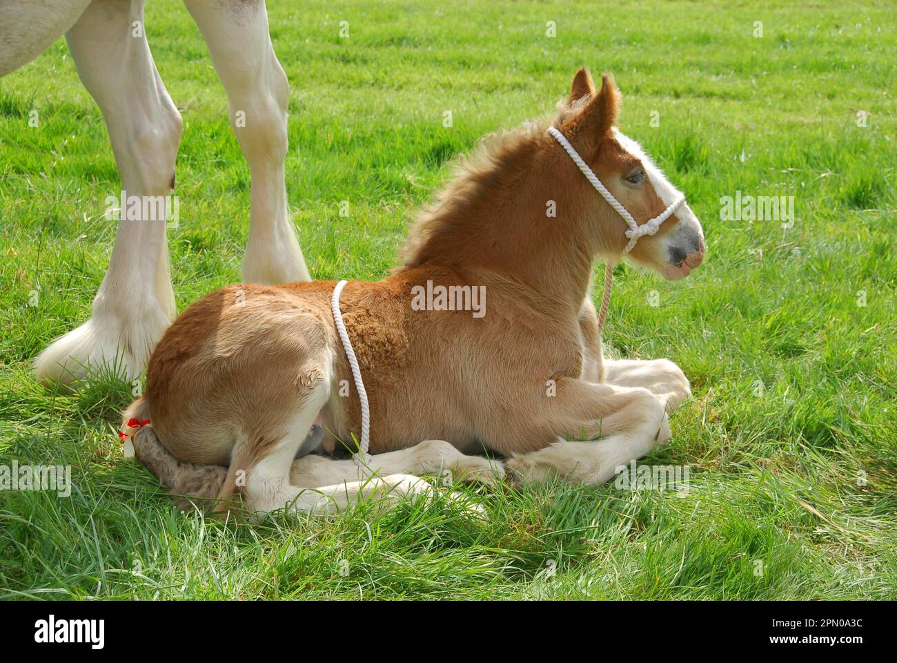 Clydesdale horse, foal, lying in the grass, Ayr Show, Ayrshire, Scotland, Great Britain Stock Photo