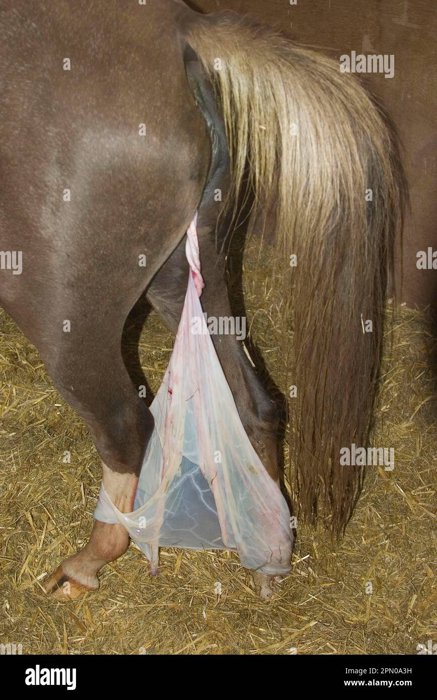 Welsh Section B Mare afterbirth birth sack l Stock Photo - Alamy