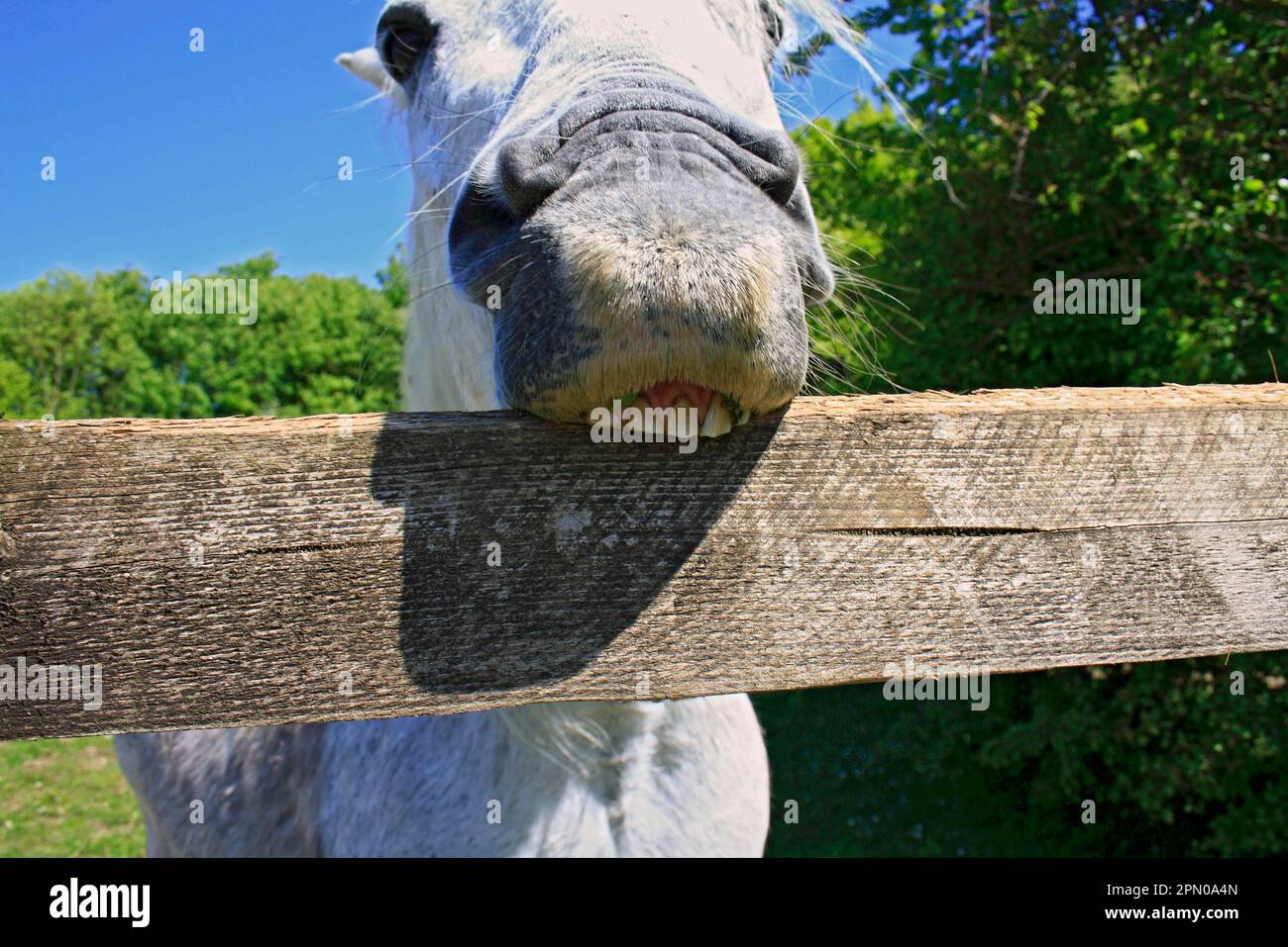 Horse, Pony, grey adult, close-up of head, crib-biting and windsucking ...