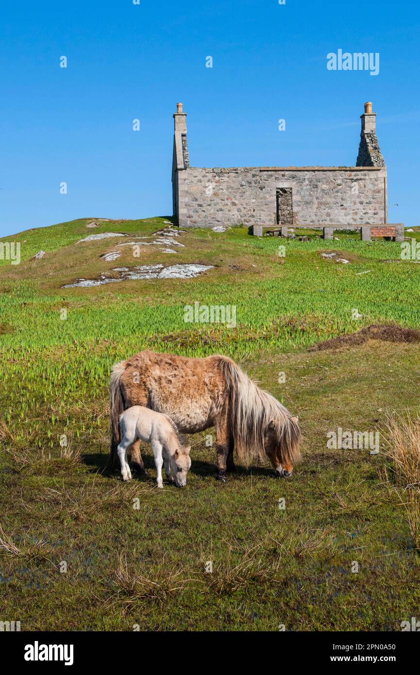Horse, Eriskay Pony, mare with newborn colt, grazing in moorland