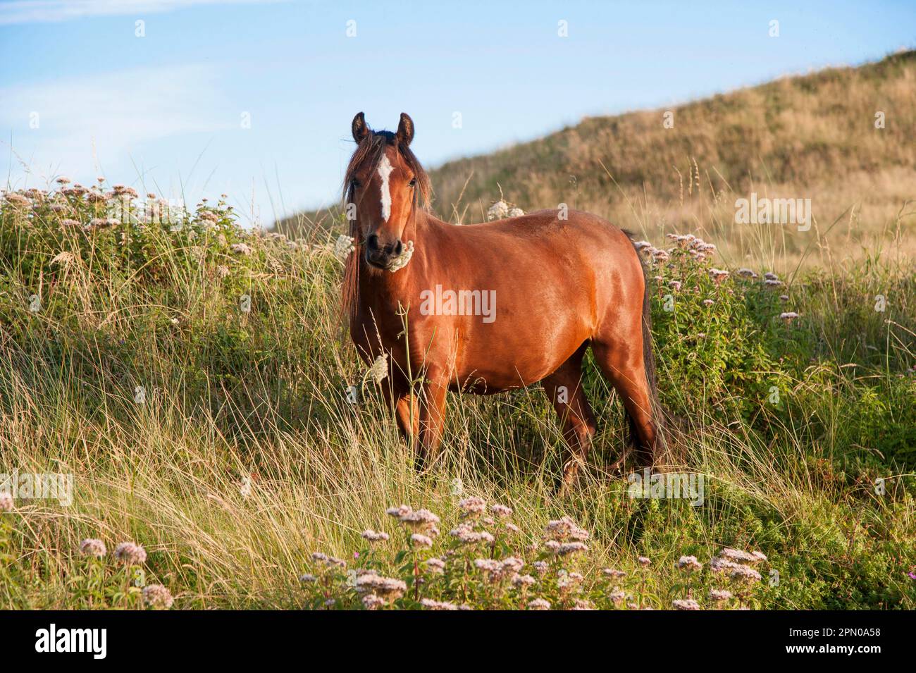 Horse, Welsh pony, adult, feeding, used for conservation grazing to control unwanted vegetation after rabbit numbers were reduced in 1954 on tidal Stock Photo