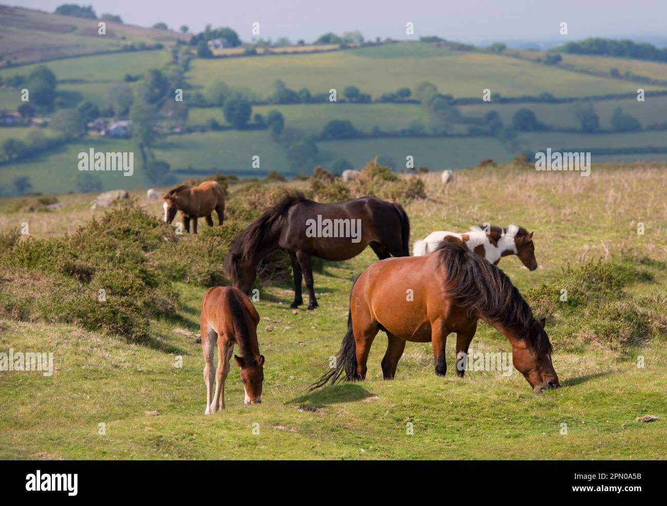 Horse, Dartmoor pony, mares and foals, grazing on moorland, Dartmoor, Devon, England, United Kingdom Stock Photo